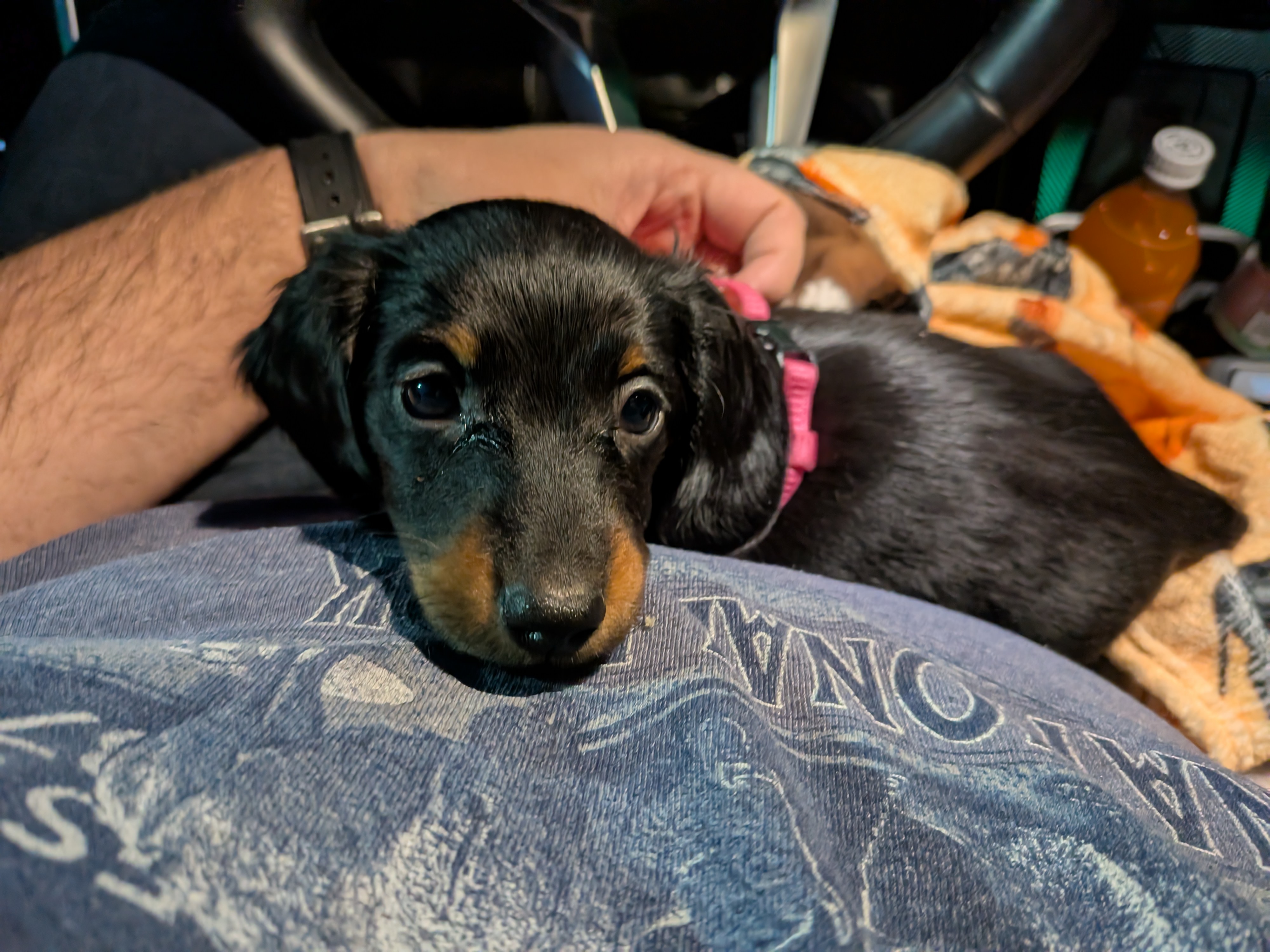 PJ as a puppy finding the rhythm