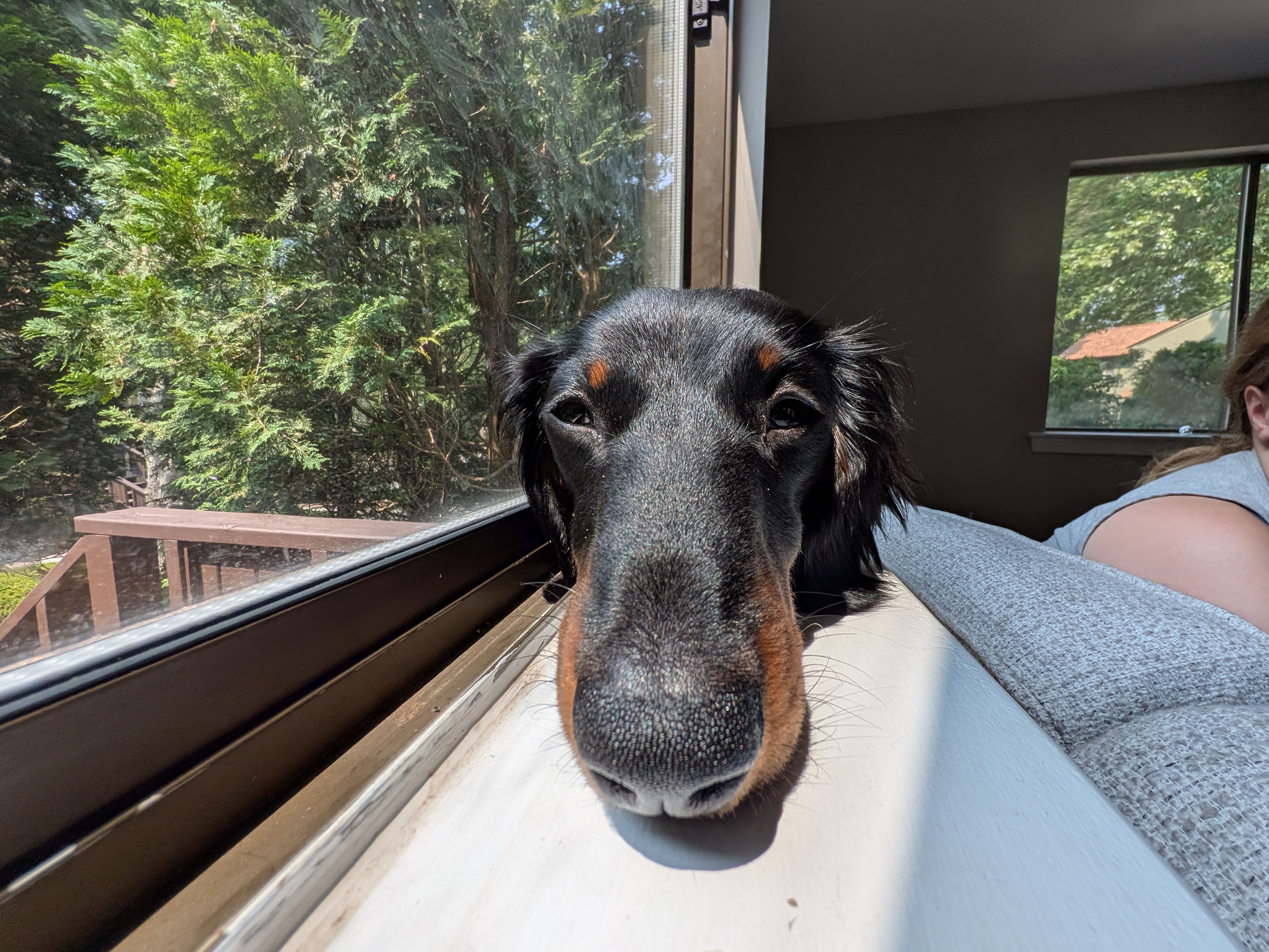 Close up of PJ's snout, the turntable needle